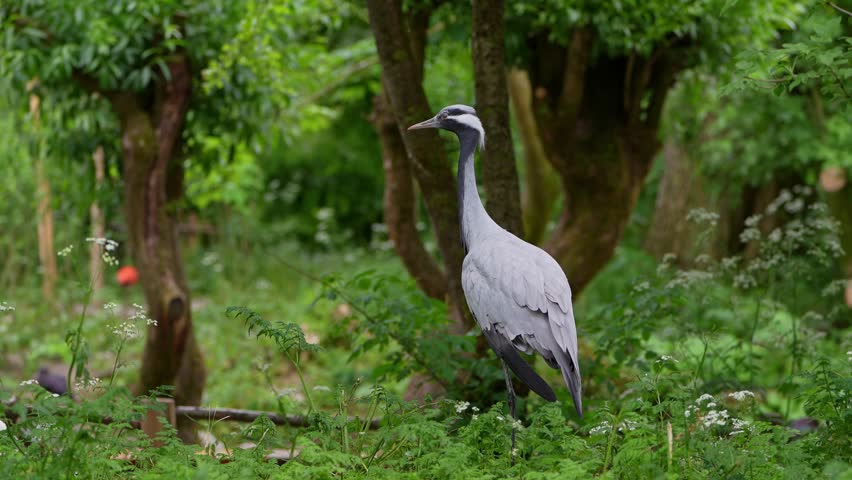 Demoiselle Crane, Anthropoides virgo are living in the bright green meadow during the day time. It is a species of crane found in central Eurosiberia