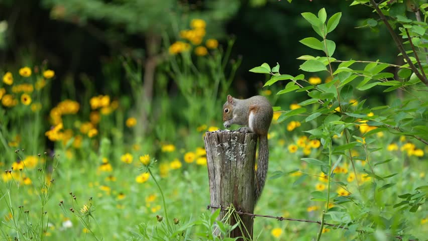 A squirrel eating seeds while sitting on the top of a old fence post