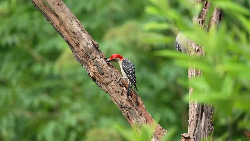 A red-bellied woodpecker is eating suet while perched on a dead tree