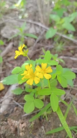 field of flowers, green, environment, design, small flowers, yellow flowers 