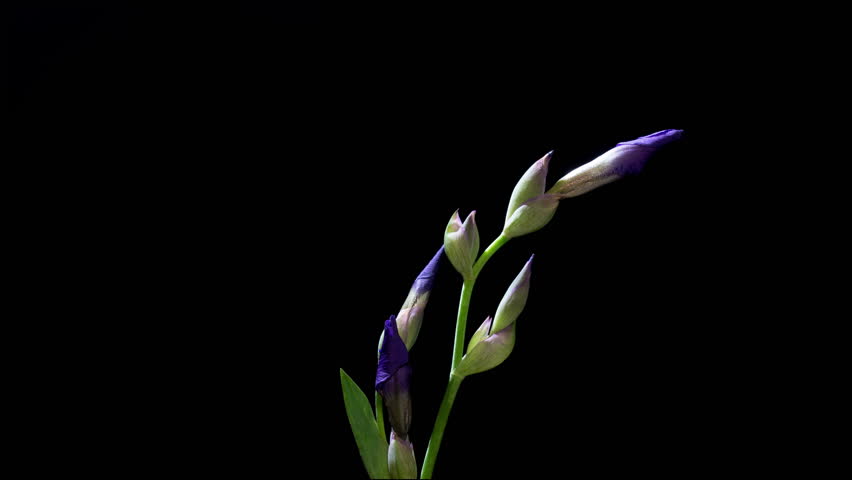 Blue Irises Blooming in Time-Lapse on Black Background DCI 4K