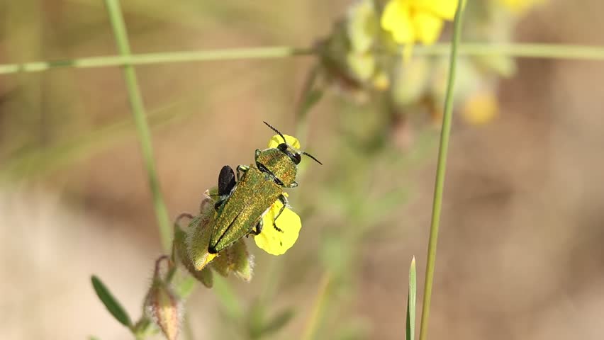 The small Agrilaxia beetle flies away as the large Anthaxia hungarica beetle eats a flower of a Helianthemum nummularium plant, Alcoy, Spain.