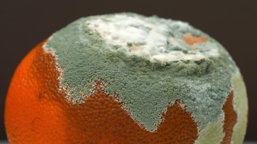 Rotten mandarin. Tangerine covered with mold. Rotten citrus fruit, rotates on dark background, close-up shot video