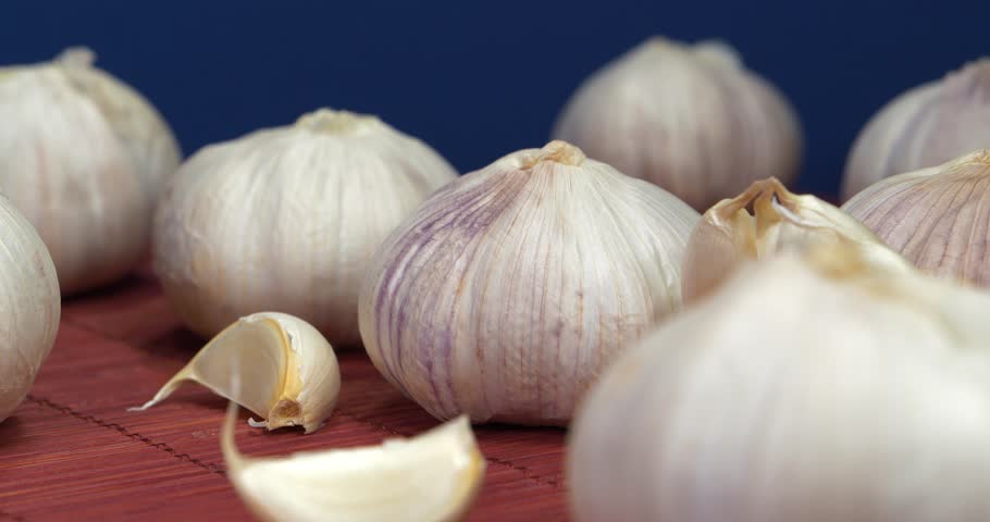 Garlic rotates on dark blue background. Garlic, Allium sativum, species of bulbous flowering plants in genus Allium. Garlic - very healthy product with many beneficial properties for health