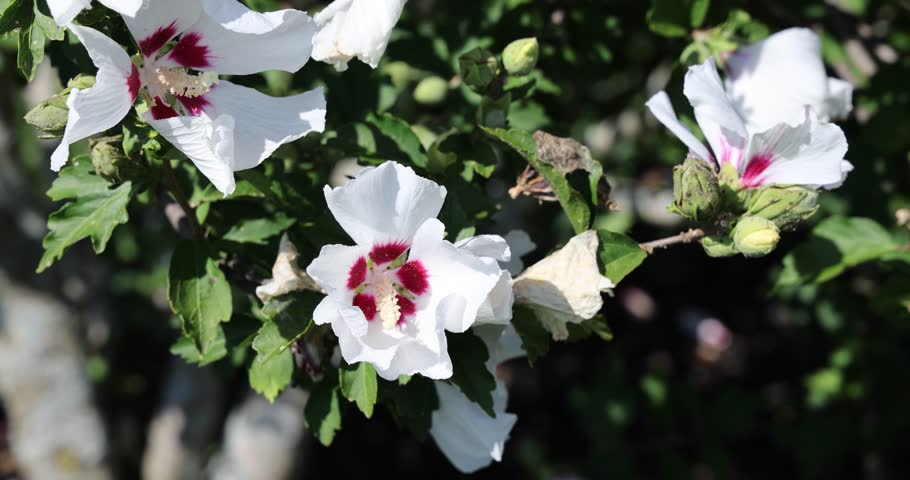 White hibiscus flowers with crimson centers blooming vibrantly in the sunlight against green foliage