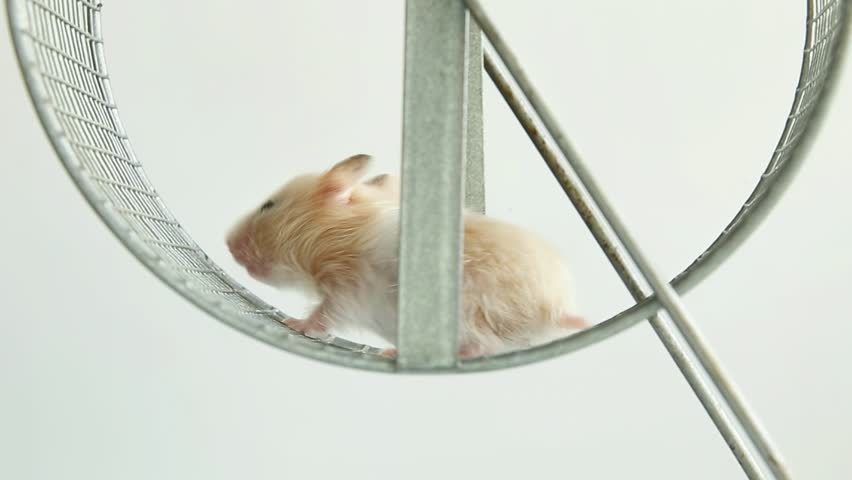 Hamster exercise wheel action. Cream-colored rodent runs continuously in transparent wheel, showcasing natural exercise behavior.
