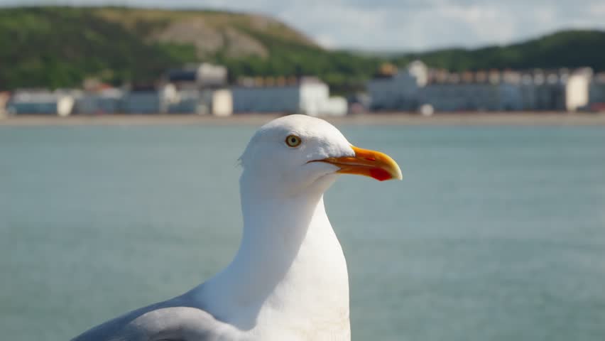Seagull head in close up slow motion stock footage