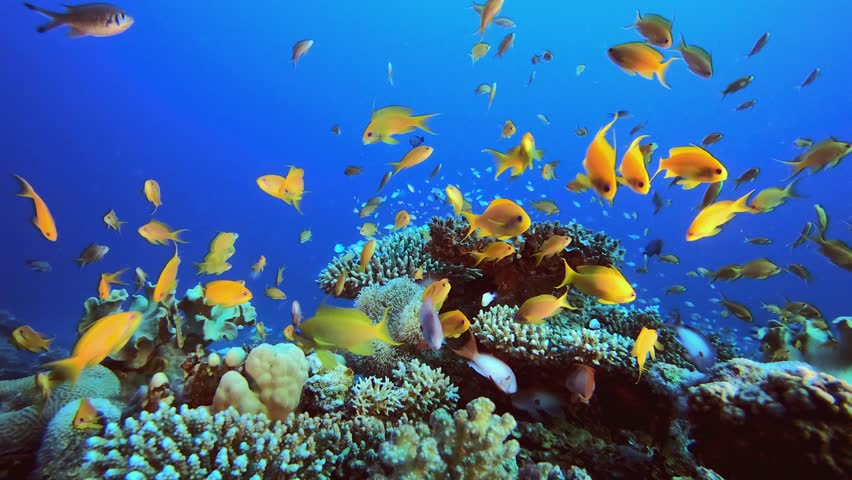 Coral Reef Fish Underwater Life. Underwater sea fish. Colourful underwater seascape. Tropical fish reef marine. Underwater sea. Tropical fish reef marine.