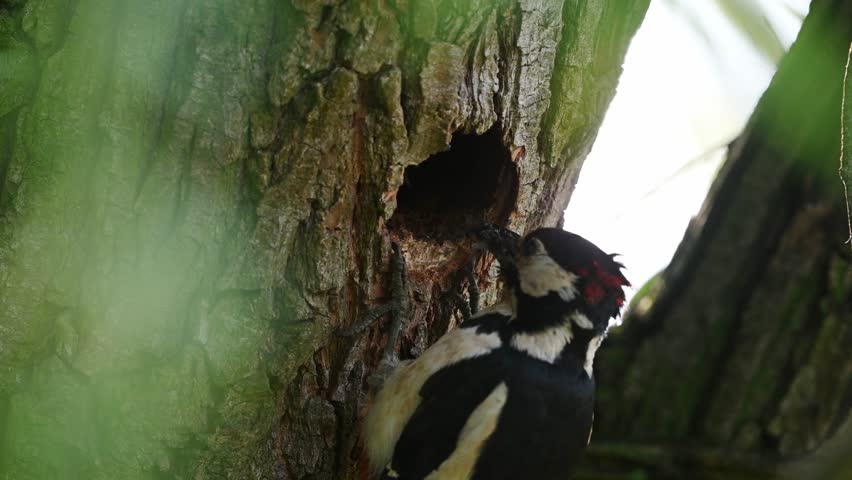 Great Spotted Woodpecker Feeds Its Chick In The Nest Hole
