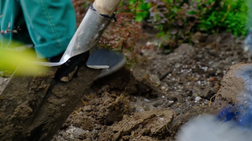 Close-up of a gardener’s boot pressing on a shovel to dig holes for planting shrubs. Two professional workers actively planting greenery during seasonal urban landscaping.