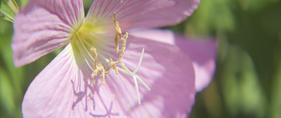 Close-up of showy evening primrose plant inflorescence 5.7K scope video