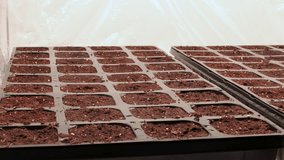Super time lapse while trying to grow kohlrabi and tomato and zucchini seedlings indoors in small plastic pots - Powered by Shutterstock - Get 15% off with code: PIKWIZARD15