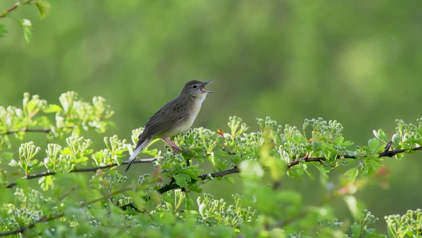 Grasshopper Warbler Singing on a Bush	
