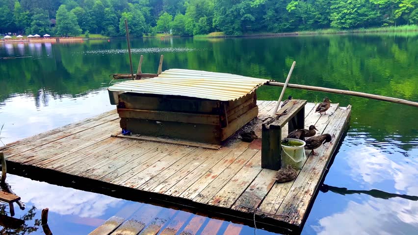 Wild ducks live on a picturesque lake. People built a house for them. A duck house.
