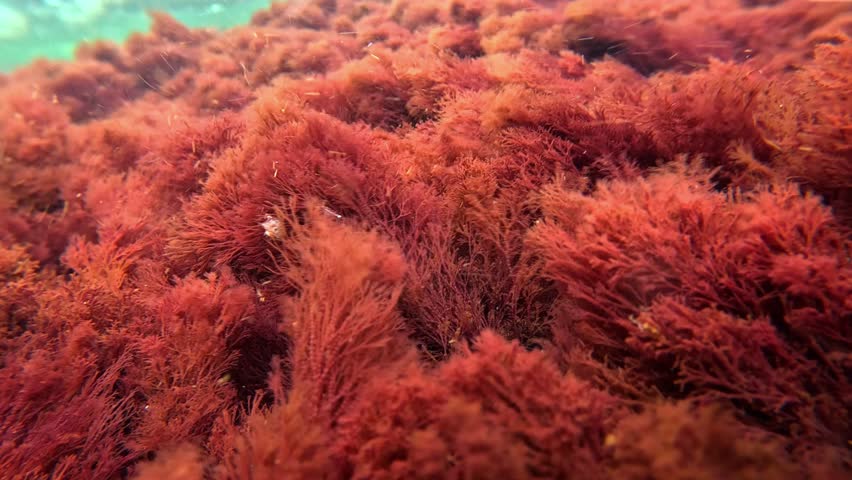 Underwater algae landscape close-up, red algae Ceramium rubrum swaying near the shore on rocks in the Black Sea.