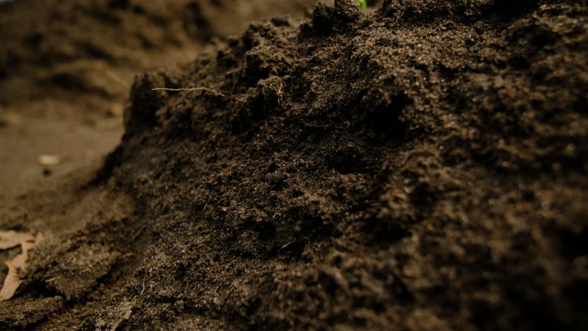 Revealing close up shot of freshly planted onion seedlings growing in sand rich soil in vegetable garden - camera in garden bed trench, close up of soil and mowing up in slow motion
