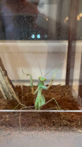 reen African praying mantis climbing up glass wall of terrarium. Exotic insect movement in captivity. Close-up of mantid behavior. Vertical crawling on transparent surface. Wildlife macro footage.