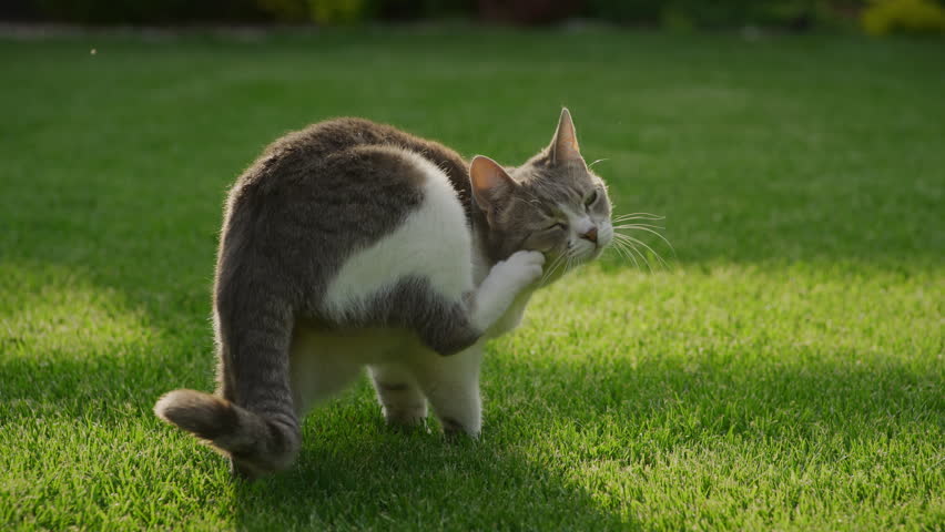 Cat scratching itself on green lawn