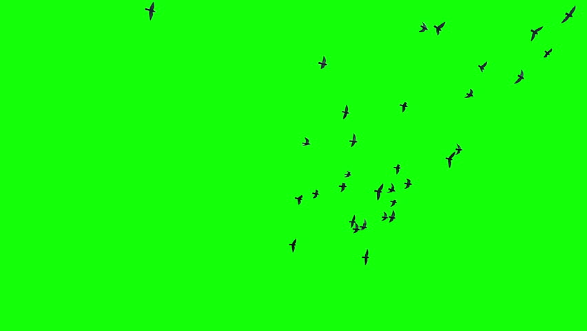 Shutterstock Video