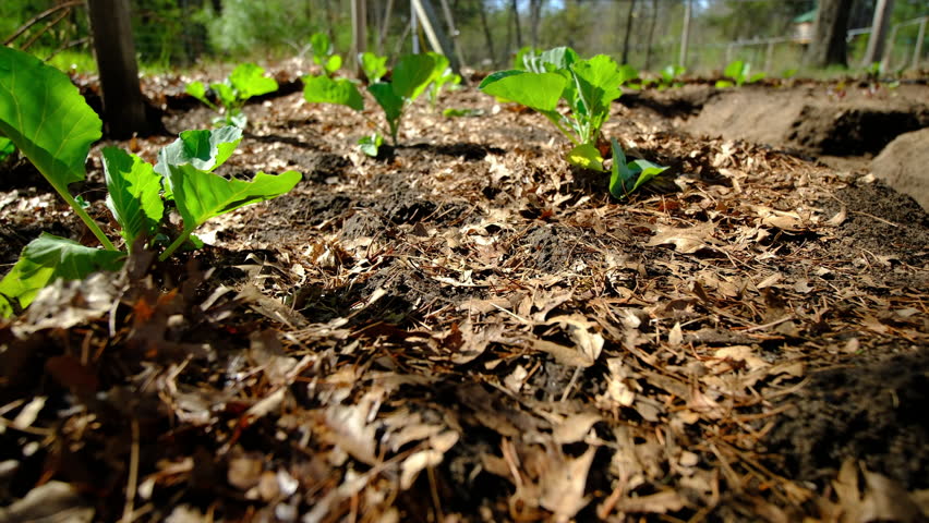 Ground level shot while maneuvering camera within young white cabbages growing in vegetable garden bed with sand rich soil covered with layer of dry tree leaves