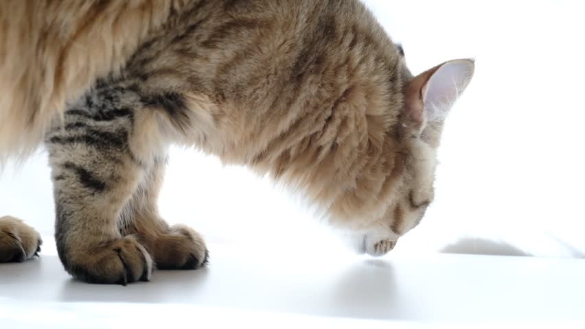 A curious fluffy tabby cat on a floor, sniffing something with its nose twitching. Mixed breed cat, siberian cat and british cat. Concentration, alertness