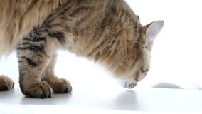 A curious fluffy tabby cat on a floor, sniffing something with its nose twitching. Mixed breed cat, siberian cat and british cat. Concentration, alertness - Powered by Shutterstock - Get 15% off with code: PIKWIZARD15