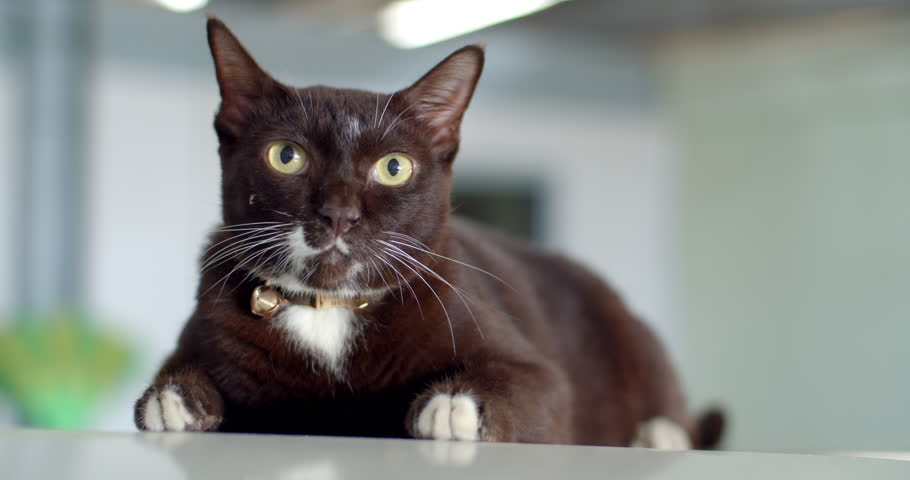 The brown cat was startled by what he was looking at.Brown cat lying on the white floor
