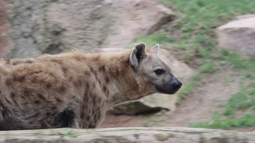 Spotted hyena walking alertly across grassy and rocky terrain in wild in dry savanna habitat