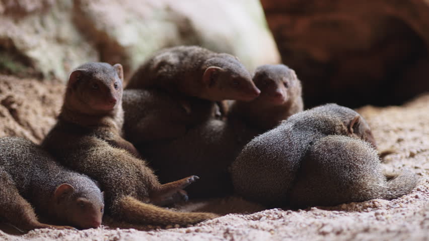 Group of dwarf mongooses cuddle closely together on sandy ground near burrow