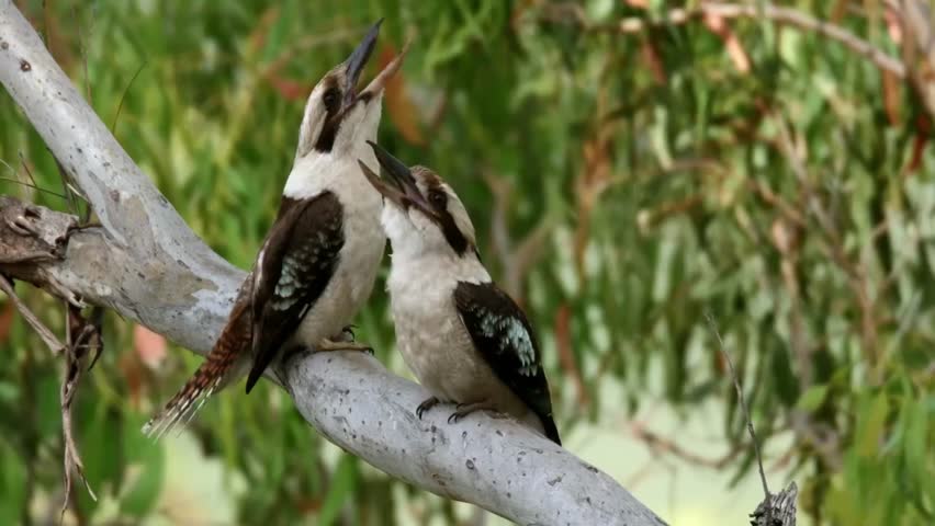 close up of the Kookaburra bird