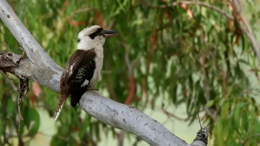 close up of the Kookaburra bird