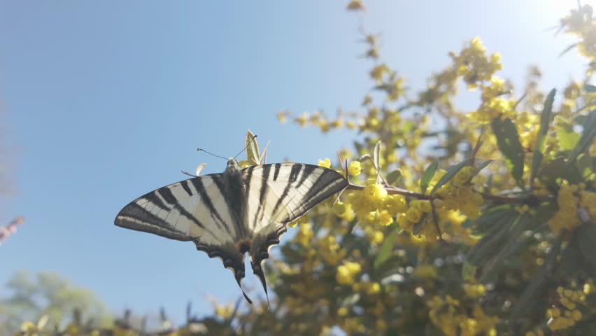Close-up of Scarce swallowtail butterfly (Iphiclides podalirius) collecting nectar from yellow flowers of Chinese barberry (Berberis julianae), then flies away, against a blue sky background