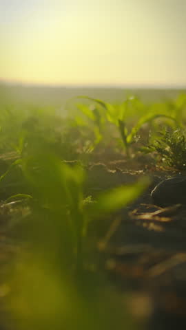 In a vibrant corn field during early morning, a skilled farmer carefully checks young ears of corn, assessing their condition for optimal growth and crop management