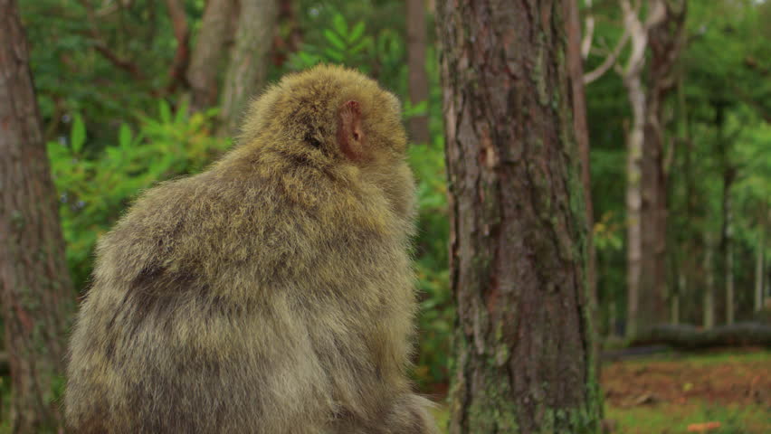 A Barbary macaque sits pensively in a lush forest, turning its head and looking around. A monkey surrounded by tall trees and rich greenery in a serene natural habitat.