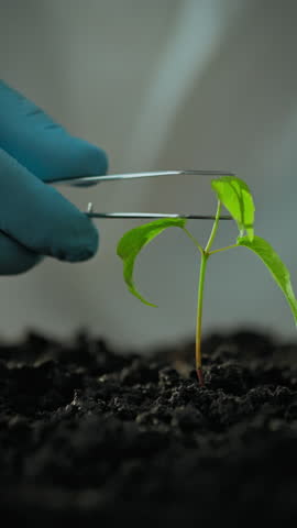 In a laboratory, a researcher with gloved hands carefully studies a green sprout grown from bioengineered cells. This experiment focuses on plant development and biotechnology