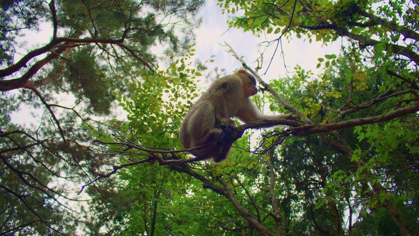 A group of fluffy Barbary macaques climbs and jumps tree branches in the wild. Low angle shot of a group of monkeys climbing and playing in their natural habitat.