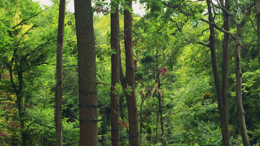 Two Barbary macaques climb tall, mossy trees in a lush green forest, surrounded by dense foliage. A group of fluffy Berber monkeys in their natural habitat.