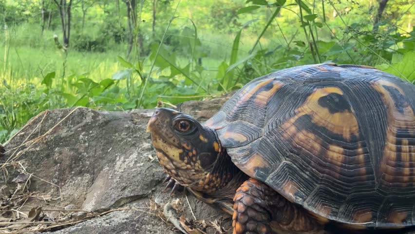 Box turtle sitting on a rock in the woods