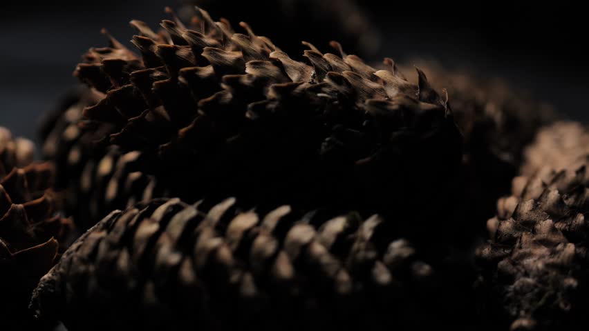 A rotating studio base displays pine cones in flickering light, shadow dancing