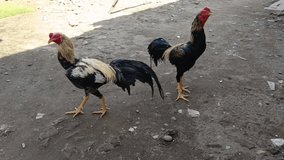 Rooster stands tall with bright feathers. The rooster watches calmly over the yard. At dawn, rooster calls the morning to rise. A proud rooster marks the start of day. - Powered by Shutterstock - Get 15% off with code: PIKWIZARD15