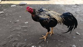 Rooster stands tall with bright feathers. The rooster watches calmly over the yard. At dawn, rooster calls the morning to rise. A proud rooster marks the start of day. - Powered by Shutterstock - Get 15% off with code: PIKWIZARD15