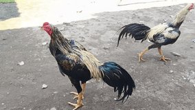 Rooster stands tall with bright feathers. The rooster watches calmly over the yard. At dawn, rooster calls the morning to rise. A proud rooster marks the start of day. - Powered by Shutterstock - Get 15% off with code: PIKWIZARD15