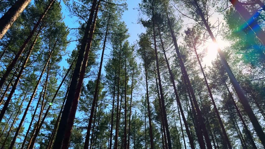 Wild pine forest and blue sky in beautiful sunny day. Pine trees natural resource in the wild forest.