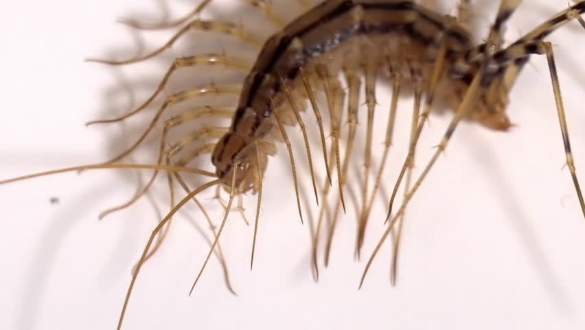 Extreme Close-Up: Centipede