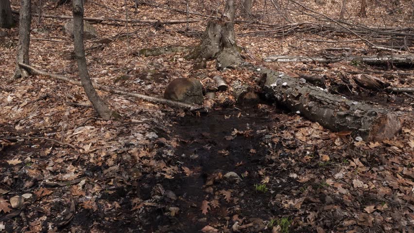 We see a spring scene in all its splendor with cut tree branches, dead leaves, and a small stream that creates moist soil.