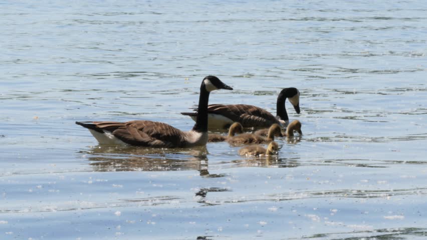 Canada Goose (Branta canadensis) with Goslings Swimming Across a Lake