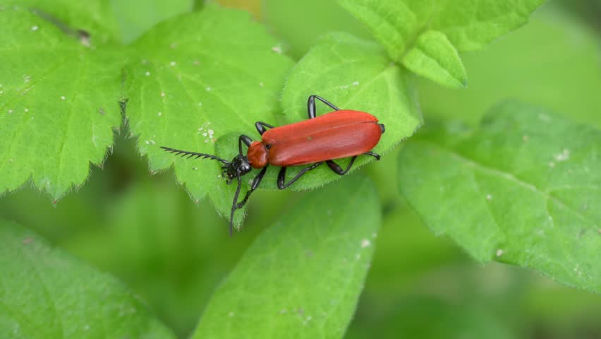 Black-Headed Scarlet Lily Beetle,Pyrochroa Coccinea, Sitting on a Leaf in the Forest, Closeup