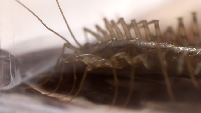 Pest Control Focus: Detailed View of a House Centipede