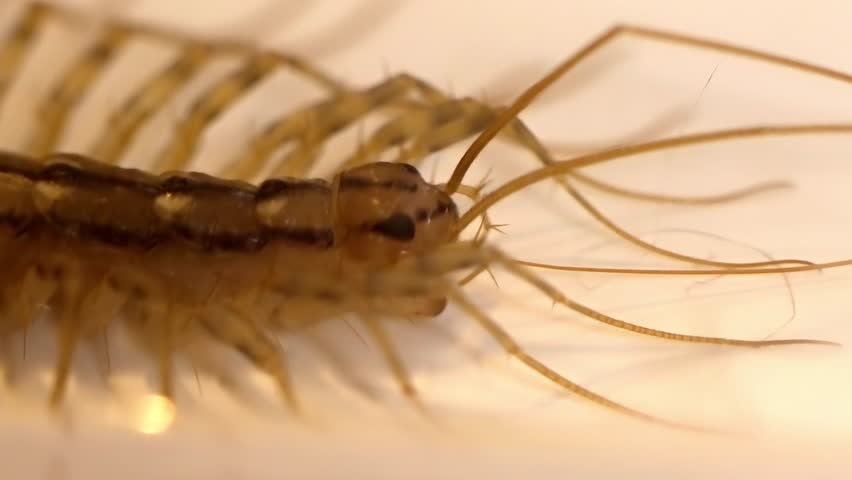 Detailed Macro Shot of a Centipede