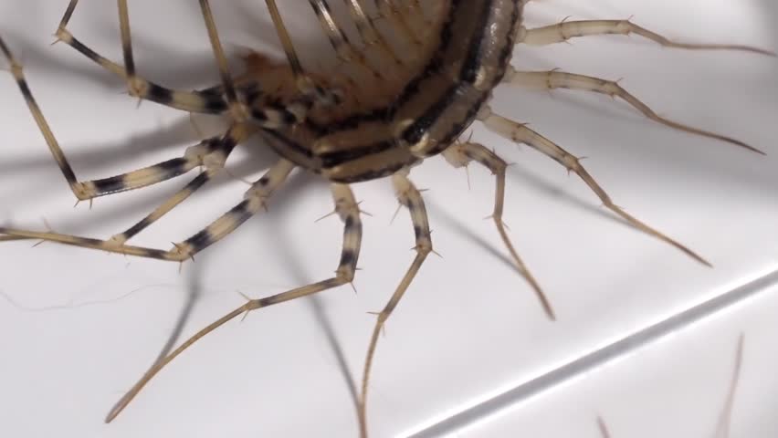 Insect World: Unsettling Close-Up of a Centipede